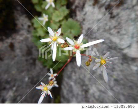 Small flowers blooming on the rocky ridge Small flowers blooming on the rocky ridge 133053696