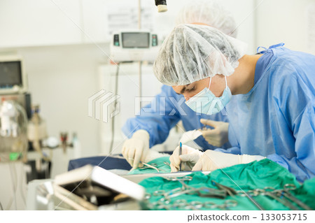 Senior woman doctor of veterinary medicine is focused performs surgery on animal. Senior woman doctor of veterinary medicine is focused performs surgery on animal. 133053715