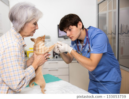 Mature woman owner chihuahua dog holds puppy and helps guy veterinarian of clinic to inspect animal Mature woman owner chihuahua dog holds puppy and helps guy veterinarian of clinic to inspect animal 133053739