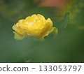 Yellow rose 133053797