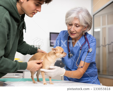 Smiling elderly female veterinarian examining Chihuahua at veterinary clinic Smiling elderly female veterinarian examining Chihuahua at veterinary clinic 133053818