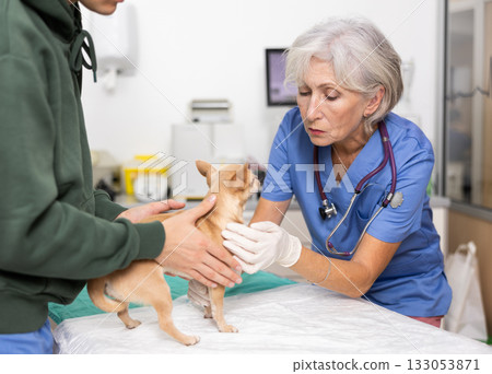 Experienced female veterinarian conducting examination of chihuahua at veterinary clinic Experienced female veterinarian conducting examination of chihuahua at veterinary clinic 133053871