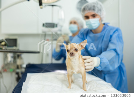 Doctors complete manipulations , treatment of chihuahua dog patient, prepare patient for surgery Doctors complete manipulations , treatment of chihuahua dog patient, prepare patient for surgery 133053905