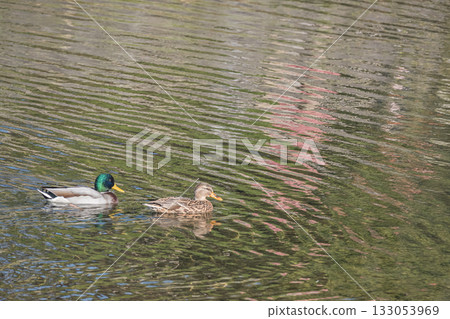 A pair of mallards swimming in the Kamo River, Kyoto City A pair of mallards swimming in the Kamo River, Kyoto City 133053969