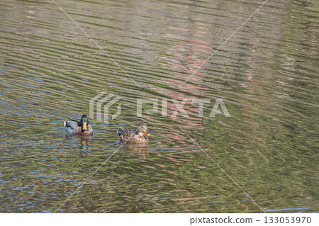 A pair of mallards swimming in the Kamo River, Kyoto City 133053970
