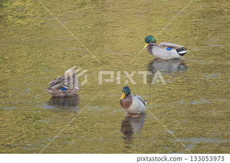 Mallards on the Kamo River, Kyoto City 133053973