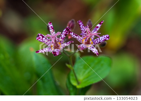 Autumn flower lesser cuckoo Autumn flower lesser cuckoo 133054023
