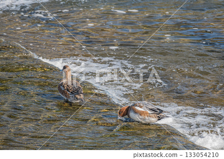 京都市鴨川上覓食的野鴨 京都市鴨川上覓食的野鴨 133054210