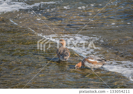 京都市鴨川上覓食的野鴨 133054211