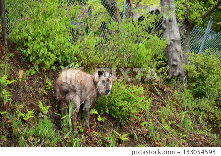 Japanese serow 133054593