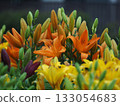 bright orange lilies 133054683