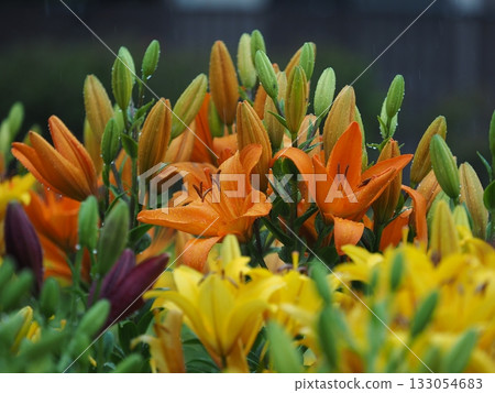bright orange lilies bright orange lilies 133054683