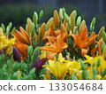 bright orange lilies 133054684