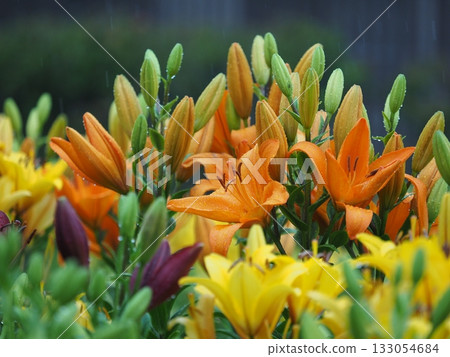 bright orange lilies 133054684