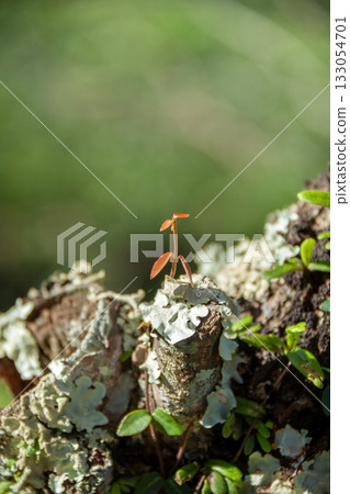 腐朽樹樁上長出的植物嫩芽 腐朽樹樁上長出的植物嫩芽 133054701