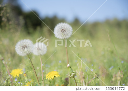 蒲公英絨毛 133054772