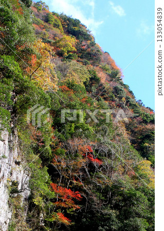 薰香秋葉 薰香秋葉 133054839