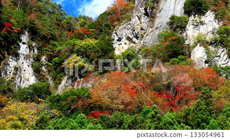 薰香秋葉 133054961