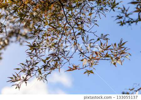 美麗的葉子 美麗的葉子 133055137