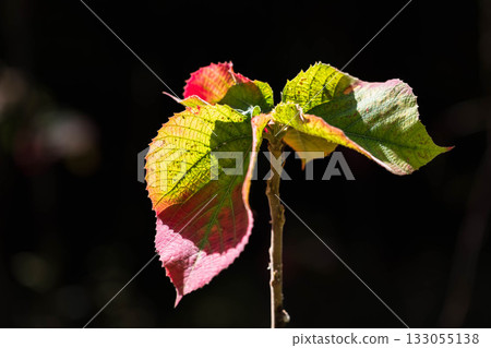 美麗的葉子 美麗的葉子 133055138