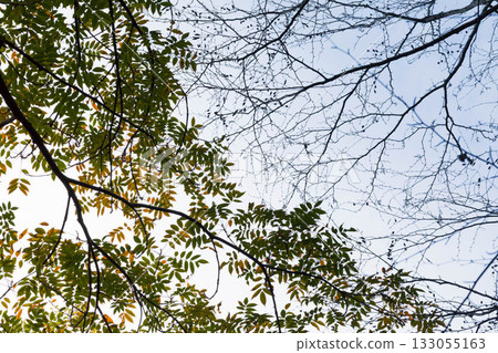 美麗的葉子 133055163