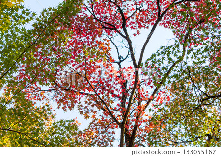 Beautiful leaves Beautiful leaves 133055167