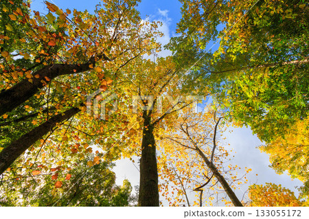 美麗的葉子 美麗的葉子 133055172