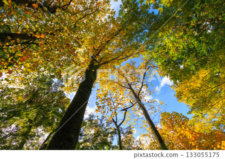 Beautiful leaves Beautiful leaves 133055175