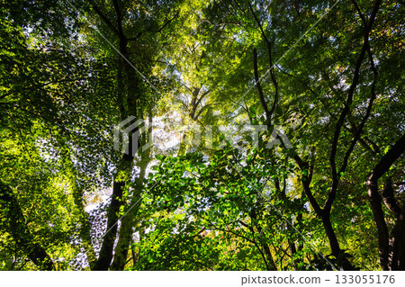 Beautiful leaves Beautiful leaves 133055176