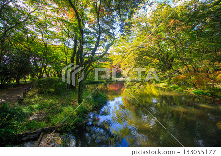 Beautiful leaves Beautiful leaves 133055177