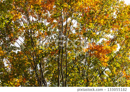 美麗的葉子 美麗的葉子 133055182