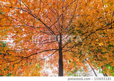 美麗的葉子 美麗的葉子 133055185