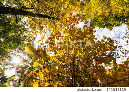 美麗的葉子 美麗的葉子 133055189