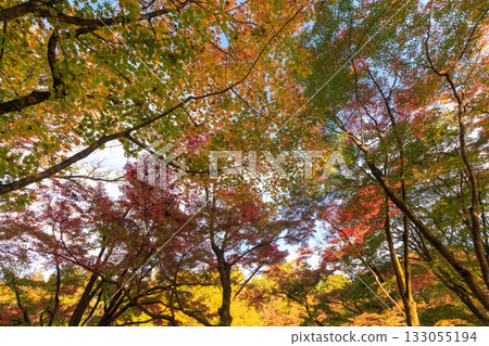 Beautiful leaves Beautiful leaves 133055194