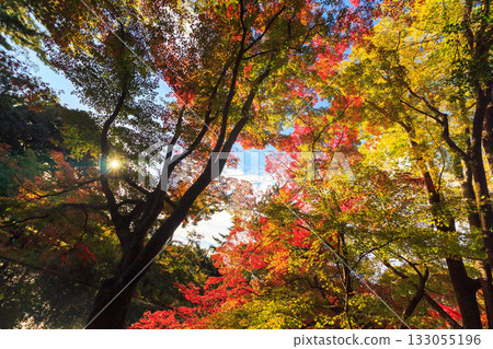 美麗的葉子 美麗的葉子 133055196