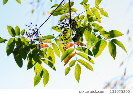 Beautiful leaves Beautiful leaves 133055200