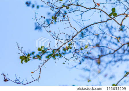 Beautiful leaves 133055209