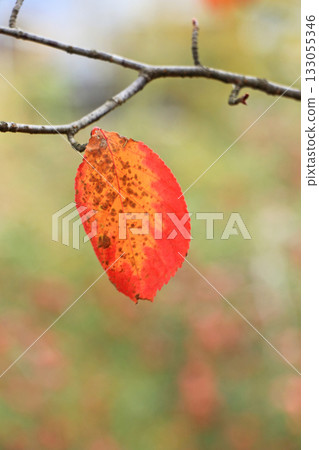 一片櫻花葉 133055346