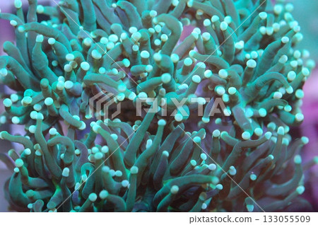 Metallic Green Torch Coral - Euphyllia glabrescens Metallic Green Torch Coral - Euphyllia glabrescens 133055509