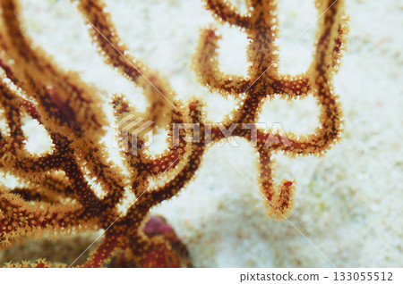 Finger Gorgonian, Diodogorgia spp Finger Gorgonian, Diodogorgia spp 133055512