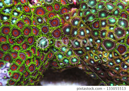 Eagle Eye and Dragon Eye Zoanthid Rock, Zoanthus spp 133055513