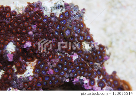 Blue Zoo's and Superman Zoo's Combo Rock, Zoanthus spp 133055514