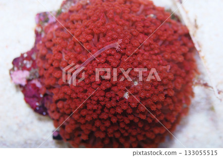 Red Flower Pot Coral - Maricultured, Goniopora spp. Red Flower Pot Coral - Maricultured, Goniopora spp. 133055515