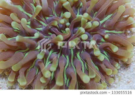 Ultra Green Long Tentacle Plate Coral, Heliofungia actiniformis Ultra Green Long Tentacle Plate Coral, Heliofungia actiniformis 133055516