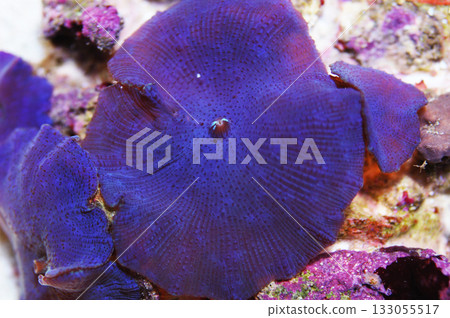 Blue Mushroom Rock, Actinodiscus spp Blue Mushroom Rock, Actinodiscus spp 133055517