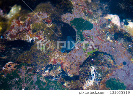 Black Sailfin Blenny (Astrosalarius fuscus) poking its head out of a hole in a tidepool in Maui, Hawaii 133055519
