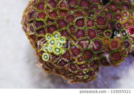 Eagle Eye Zoanthid Rock, Zoanthus spp Eagle Eye Zoanthid Rock, Zoanthus spp 133055521