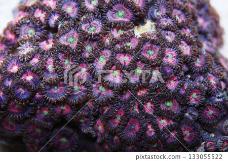 Green Eye Watermelon Zoanthids, Zoanthus spp 133055522