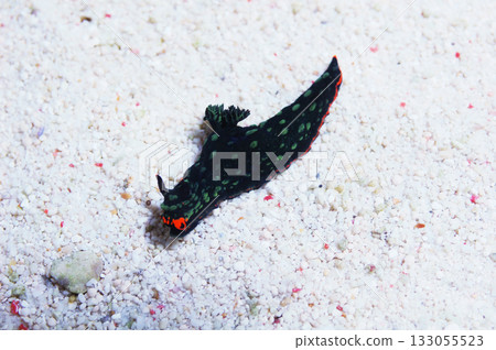 Cristate Nudibranch, Nembrotha cristata Cristate Nudibranch, Nembrotha cristata 133055523