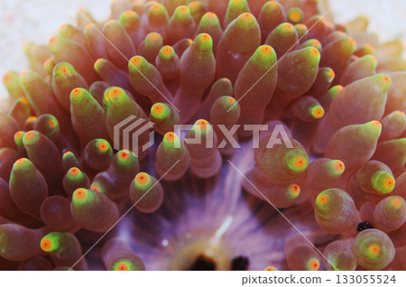 Green and Orange Tipped Bubble Anemone, Entacmaea quadricolor 133055524